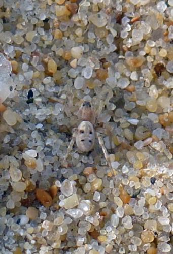 Arctosa perita arenicola